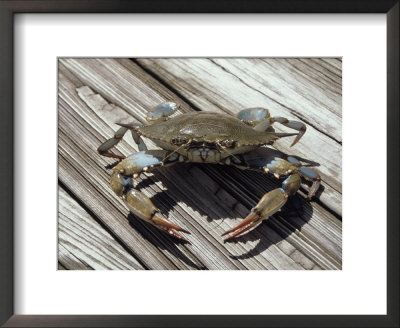 Blue Claw Crab On Dock by Linda Reeves Pricing Limited Edition Print image