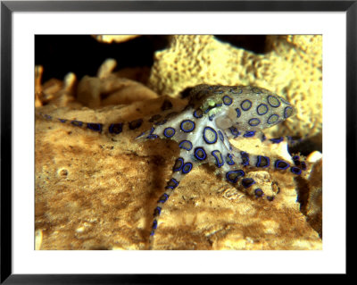 Blue Ring Octopus, Hapalochlaena Lunulata by Max Gibbs Pricing Limited Edition Print image