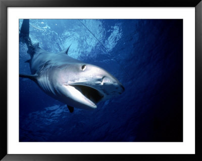 Aggressive Tiger Shark, Australia by Jeff Rotman Pricing Limited Edition Print image