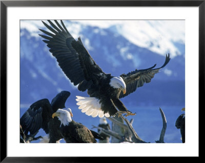Bald Eagles, Haliaeetus Leucocephalus by Mark Newman Pricing Limited Edition Print image