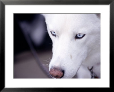 Close-Up Of White Husky Dog by Mark Segal Pricing Limited Edition Print image
