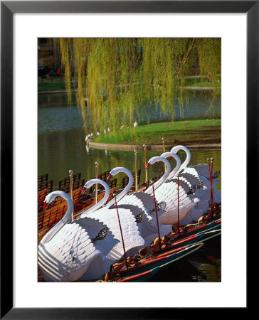 Swan Boats, The Public Garden, Boston, Ma by Kindra Clineff Pricing Limited Edition Print image