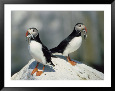 Atlantic Puffins With Fish, Machais Sea Island, Me by David White Pricing Limited Edition Print image