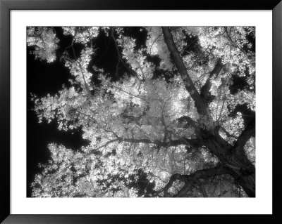 Black And White Infrared Image Of Trees, Colorado Nm, Co by Susan A. Quinn Pricing Limited Edition Print image