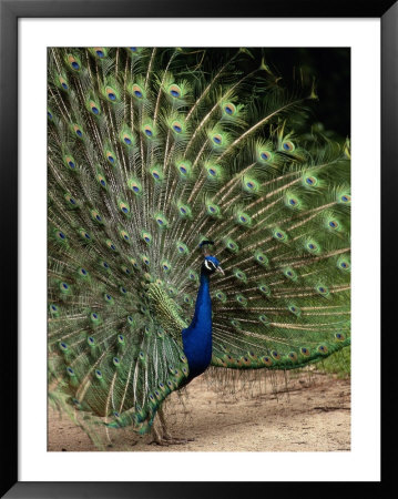 Male Peacock by Jerry Koontz Pricing Limited Edition Print image