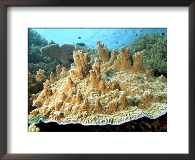 Plate Corals, Komodo, Indonesia by Mark Webster Pricing Limited Edition Print image