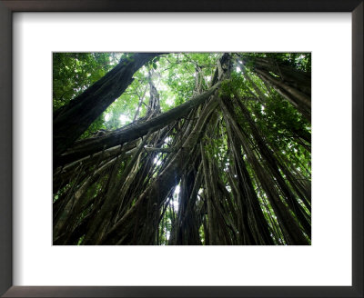 Matapalo Tree Or Strangler Fig, Osa Peninsula, Costa Rica by Roy Toft Pricing Limited Edition Print image