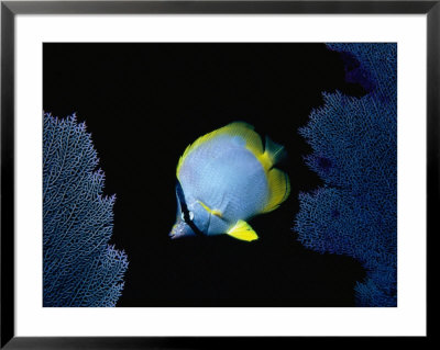 Spotfin Butterflyfish by Larry Lipsky Pricing Limited Edition Print image