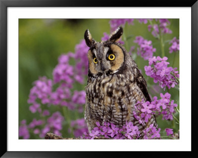Long Eared Owl by Russell Burden Pricing Limited Edition Print image