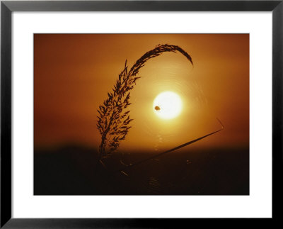 Indian Grass & Orb Spider, Tallgrass Prairie, Ma by Frank Staub Pricing Limited Edition Print image