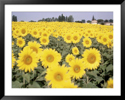Sunflowers by Vic Bider Pricing Limited Edition Print image