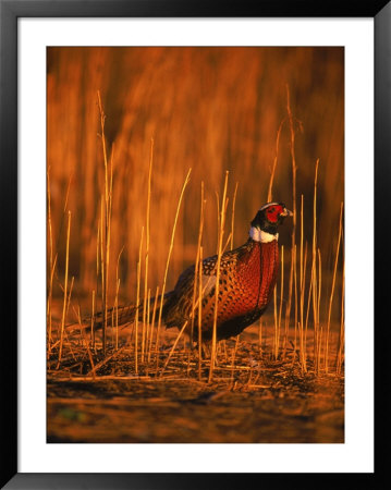 Ringneck Pheasant by Robert Franz Pricing Limited Edition Print image