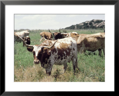 Texas Longhorn Cattle by Allen Russell Pricing Limited Edition Print image
