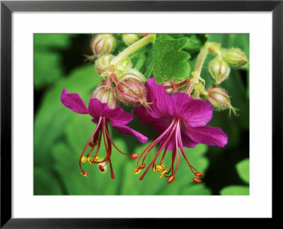 Geranium Macrorrhizum by Mark Bolton Pricing Limited Edition Print image