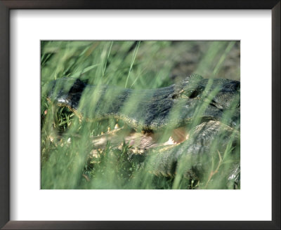 American Alligator, Savannah Nat Wildlife Refuge by Frank Staub Pricing Limited Edition Print image
