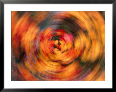Fall Leaves In Motion, Western Colorado by Curtis Martin Pricing Limited Edition Print image