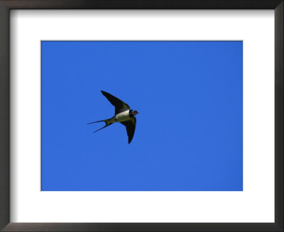 Swallow In Flight, Pembrokeshire, Uk by Elliott Neep Pricing Limited Edition Print image