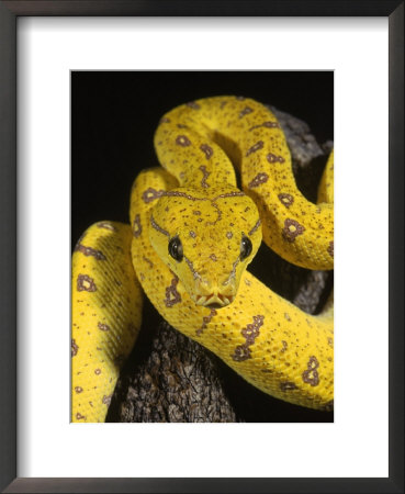 Green Tree Python Curled Around Tree Stump by Megan Meagher Pricing Limited Edition Print image