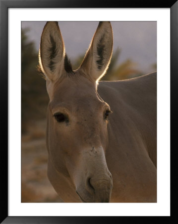 Wild Ass, Israel by Inga Spence Pricing Limited Edition Print image