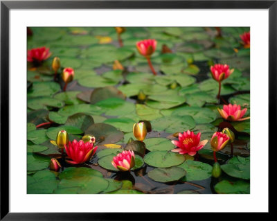 Water Lilies, Para Maria Luisa, Seville, Spain by Kindra Clineff Pricing Limited Edition Print image