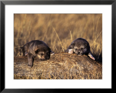 Wolf Pups Less Than 2 Weeks Old, Canis Lupus, Co by Robert Franz Pricing Limited Edition Print image