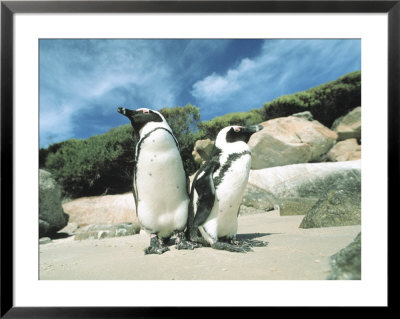 Penguin Colony, Cape Town by Jacob Halaska Pricing Limited Edition Print image
