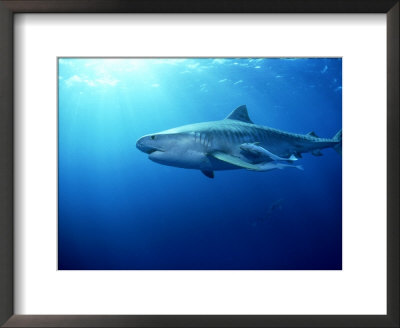 Tiger Shark, Aliwal Shoal, South Africa by Tobias Bernhard Pricing Limited Edition Print image
