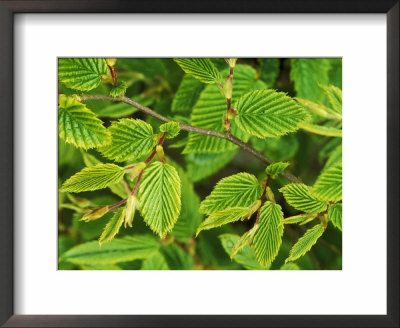 Fagus Sylvatica (Common Beech), Close-Up Of Young Green Leaves Of Tree by Mark Bolton Pricing Limited Edition Print image
