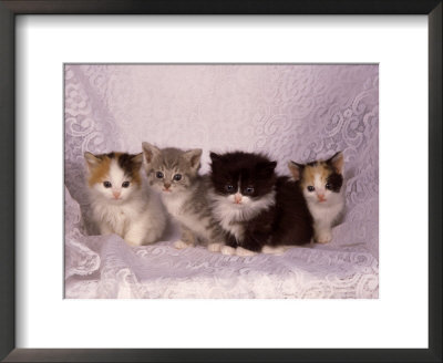 Kittens by Craig Witkowski Pricing Limited Edition Print image