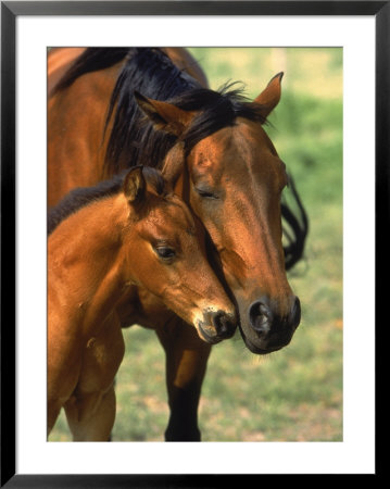 Mare And Colt by George Cassidy Pricing Limited Edition Print image