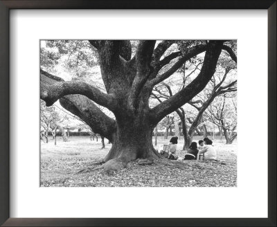 Family Picnic Under Cherry Blossoms, Japan by Walter Bibikow Pricing Limited Edition Print image