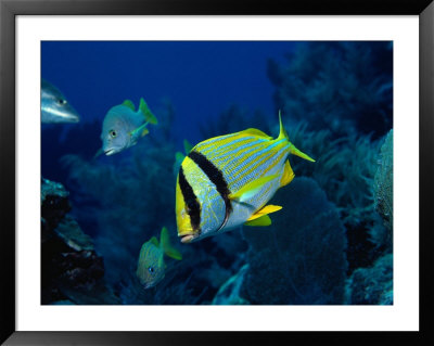 Porkfish, Florida Keys, Fl by Larry Lipsky Pricing Limited Edition Print image