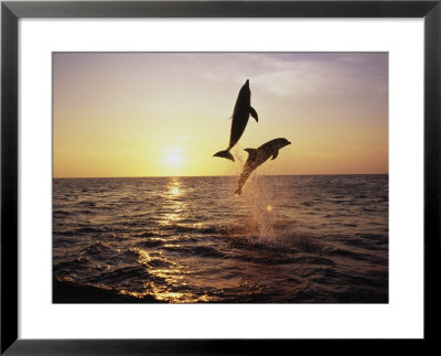 Bottlenose Dolphins In Mid-Air by Stuart Westmoreland Pricing Limited Edition Print image