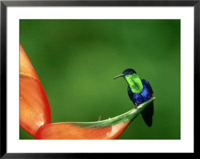 Violet-Crowned Woodnymph, Costa Rica by G. W. Willis Pricing Limited Edition Print image