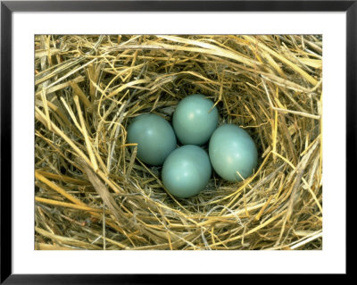 Eastern Bluebird Nest With Eggs by Everett Johnson Pricing Limited Edition Print image