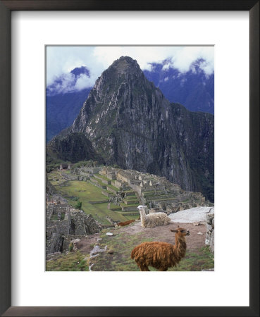Llamas Near Machu Picchu, Peru by Jan Halaska Pricing Limited Edition Print image