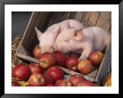 Mixed Breed Piglets In Apple Cart by Lynn M. Stone Pricing Limited Edition Print image