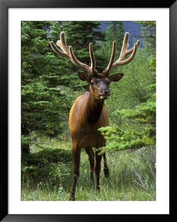 Elk In The Woods by Bob Burch Pricing Limited Edition Print image