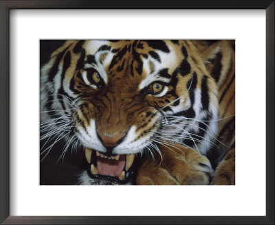 Close-Up Of Bengal Tiger Growling by John Botkin Pricing Limited Edition Print image