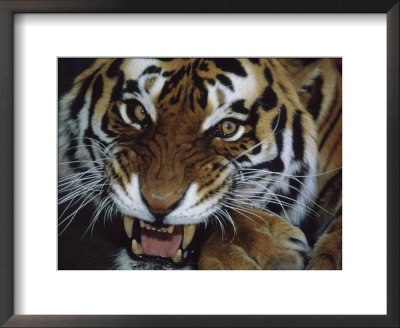 Close-Up Of Bengal Tiger Growling by John Botkin Pricing Limited Edition Print image