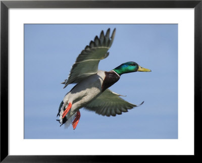 Mallard In Flight, Lake Geneva, Switzerland by Elliott Neep Pricing Limited Edition Print image