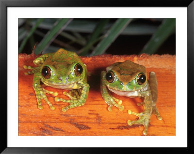Amani Forest Tree Frogs, Tanzania by Marian Bacon Pricing Limited Edition Print image