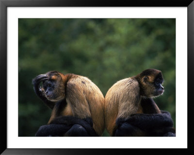 Two Monkeys Sitting Back To Back by Mark Newman Pricing Limited Edition Print image