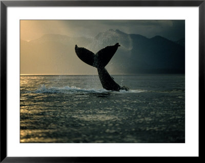 Humpback Whale Tail At Sunset by Stuart Westmoreland Pricing Limited Edition Print image