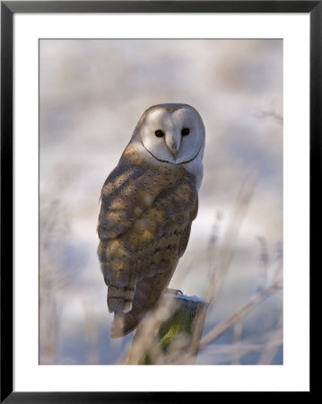 Barn Owl, Full-Frame Portrait Of Barn Owl Perched On Fence Post, Lancashire, Uk by Elliott Neep Pricing Limited Edition Print image