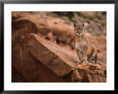 Mountain Lion In Canyonlands Of Utah, Usa by Daniel Cox Pricing Limited Edition Print image