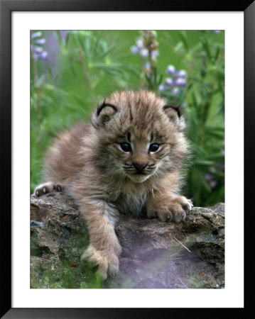 Lynx Kitten, Lynx Canadensis, Mt by Robert Franz Pricing Limited Edition Print image