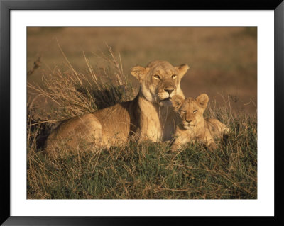 Lioness And Cub, Masai Mara Reserve, Kenya by Michele Burgess Pricing Limited Edition Print image