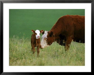 Hereford Cow by Alan And Sandy Carey Pricing Limited Edition Print image
