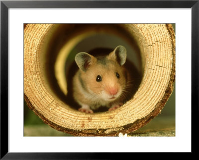 Hamster Close-Up, Usa by Alan And Sandy Carey Pricing Limited Edition Print image